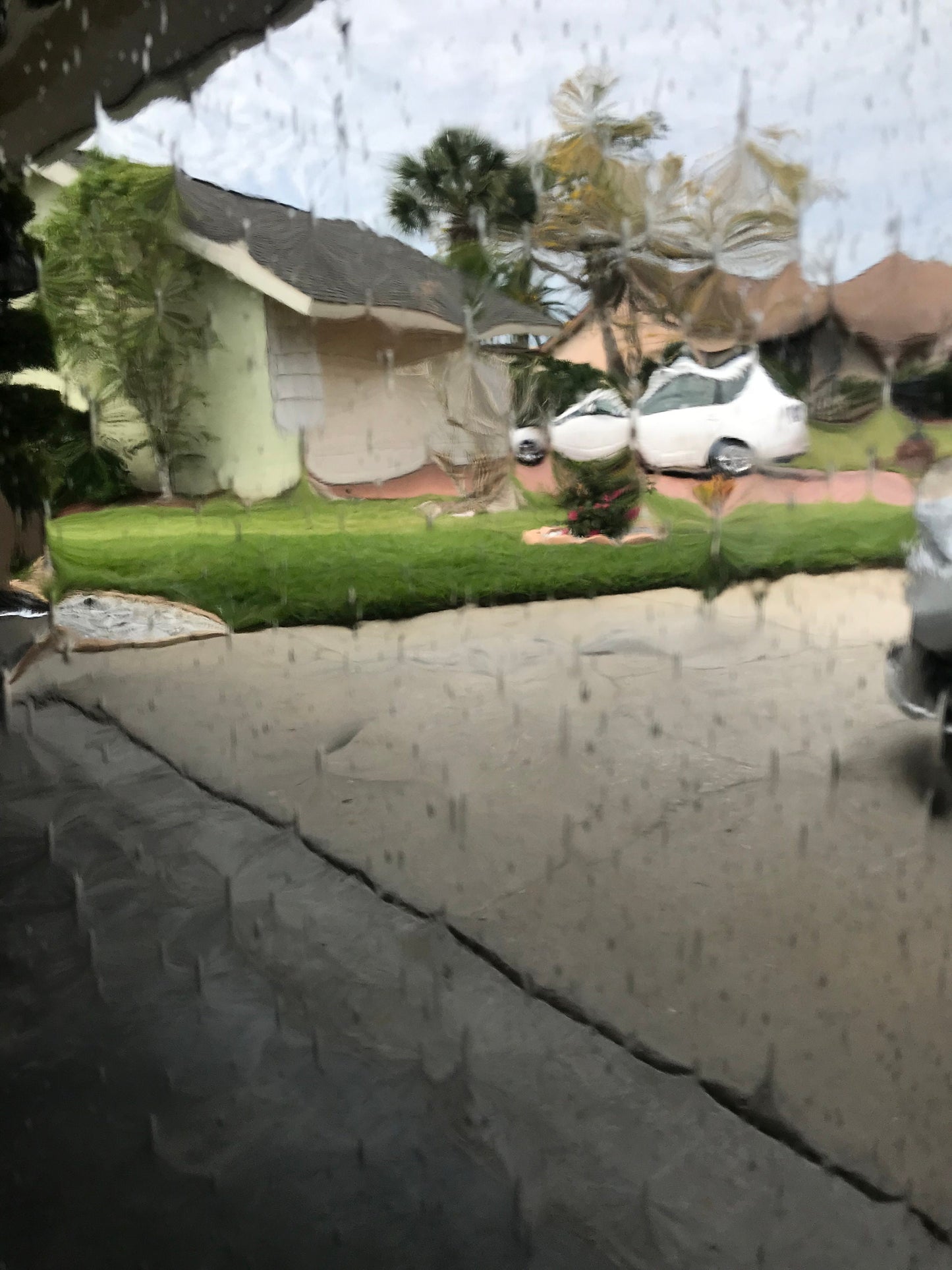 12" x 12" - 96 Clear Seedy (Oceanside 100 SF)